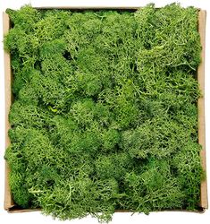 a cardboard box filled with lots of green moss growing on top of each other in front of a white background