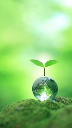 a small green plant sprouting out of the top of a glass ball with water in it