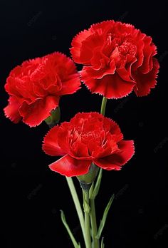 three red carnations on a black background