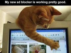 an orange cat sitting on top of a computer monitor with caption that reads, my new ad blocker is working pretty good