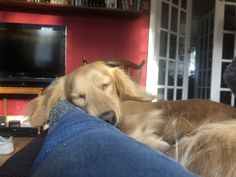 a dog is sleeping on someone's leg in front of a tv and bookshelf