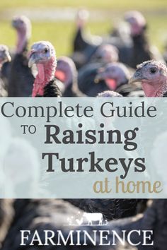 the complete guide to raising turkeys at home with text overlay that reads, complete guide to raising turkeys at home