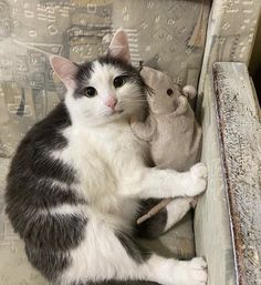 a gray and white cat sitting on top of a couch next to a stuffed animal