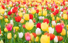 many different colored tulips in a field with green stems and red, yellow and white ones