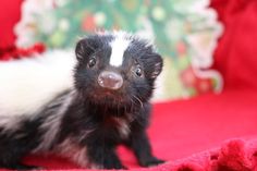 a small black and white animal sitting on top of a red blanket