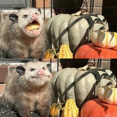 two hedgehogs sitting next to each other with pumpkins in front of them