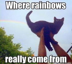 a man holding up a black cat in the air with a rainbow in the background