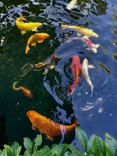 many colorful fish are swimming in the pond