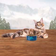 a cat laying on the ground next to a blue bowl with food in it's mouth