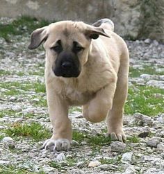 a puppy is running through the grass and rocks