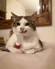 a cat sitting on top of a bed holding a toothbrush in its mouth and looking at the camera