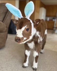 a brown and white calf with blue ears