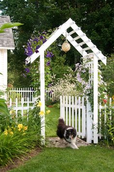 a black and white dog running through a garden