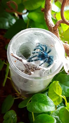 a blue flower in a plastic container sitting on top of green leaves next to a branch