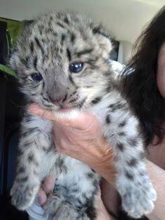 a woman holding a baby snow leopard in her arms and looking at it's camera