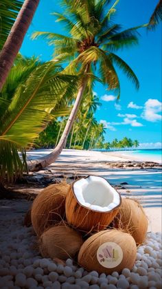 coconuts on the beach with palm trees in the background