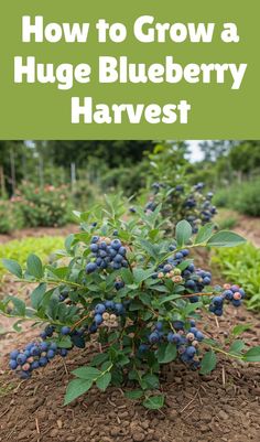 blueberries growing in the ground with text overlay how to grow a huge blueberry harvest