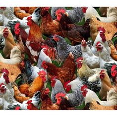 a large group of chickens standing next to each other