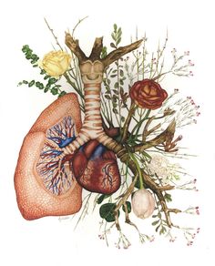 a drawing of the human heart and lungs with flowers on each side, as well as herbs