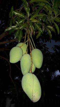 several mangoes hanging from a tree at night