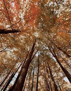 looking up at the tops of tall trees in an autumn forest with leaves on them