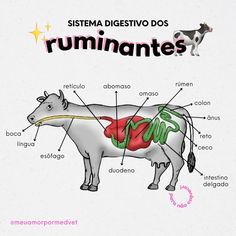 diagram of the anatomy of a cow with labels on its body and parts labeled in spanish