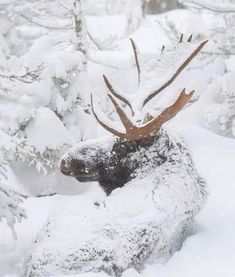 a moose laying down in the snow