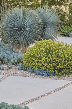 some very pretty plants and bushes in a garden area with concrete walkway leading up to them