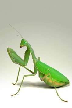 a green praying mantissa on a white background with its head turned to the side