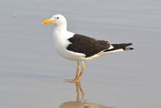 a black and white bird standing in the water