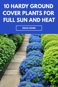 blue and green plants with the words 10 hard ground cover plants for full sun and heat