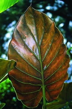 a large brown leaf hanging from a tree