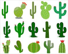 various types of cactus plants on a white background