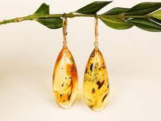 Natural amber yellow insects earrings for women amber with | Etsy Amber Teardrop Earrings Gift, Amber Teardrop Earrings As A Gift, Amber Teardrop Drop Earrings For Gift, Teardrop Earrings With Natural Inclusions, Teardrop Baltic Amber Earrings, Semi Precious Earrings, Amber Resin, Amber Earrings, Natural Amber