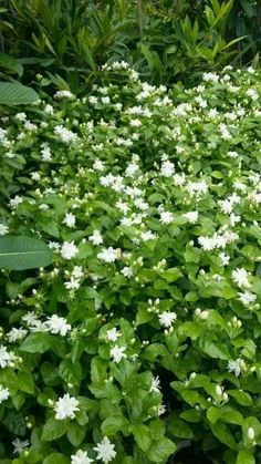 white flowers are growing in the middle of green leaves and shrubbery, with trees behind them