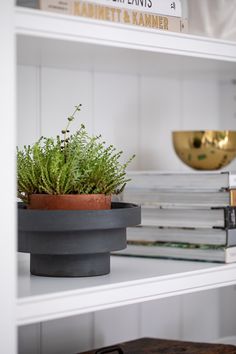 a potted plant sitting on top of a white shelf next to books and magazines