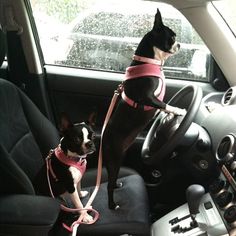 two dogs sitting in the front seat of a car, one is wearing a pink harness