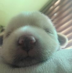 a close up of a dog's nose with it's eyes closed