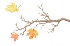 two leaves are hanging from a branch with white sky in the backgrounnd