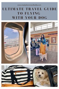 the ultimate travel guide to flying with your dog