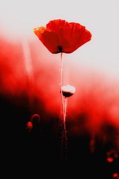 a single red flower in front of a blue sky