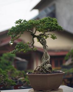 a bonsai tree in a pot on a table