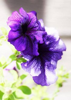 a purple flower with green leaves in the foreground