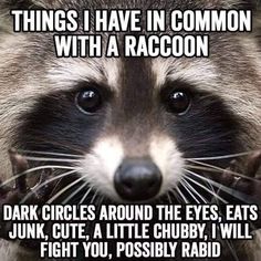 a raccoon with the caption saying things i have in common with a raccoon