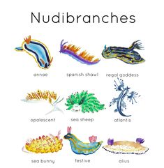 the different types of nudibranchs are shown in this poster, which shows them