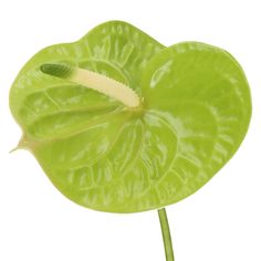 a green leaf with a white flower on it