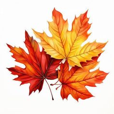 two red and yellow leaves on a white background