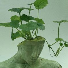 there is a plant in a glass vase with water on the bottom and green leaves growing out of it