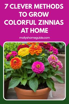 colorful zinnas in a pot with text overlay