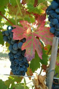 some grapes are hanging from the vine with red leaves on them and one is green